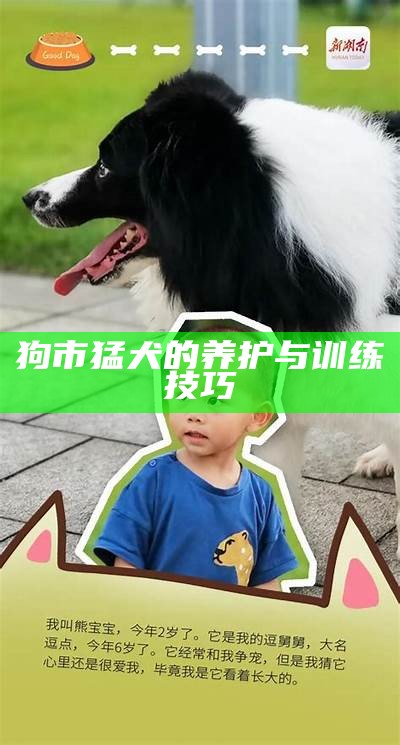 狗市猛犬的养护与训练技巧