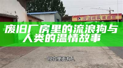 废旧厂房里的流浪狗与人类的温情故事