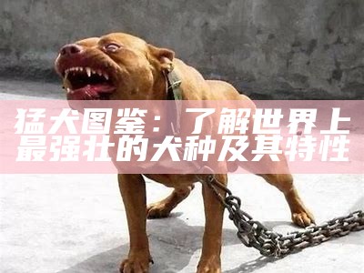 猛犬图鉴：了解世界上最强壮的犬种及其特性