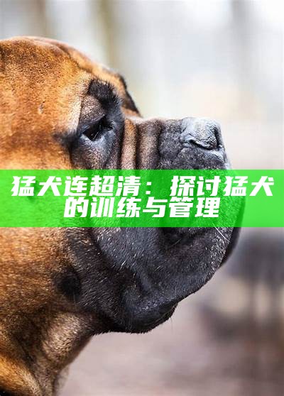 猛犬连超清：探讨猛犬的训练与管理